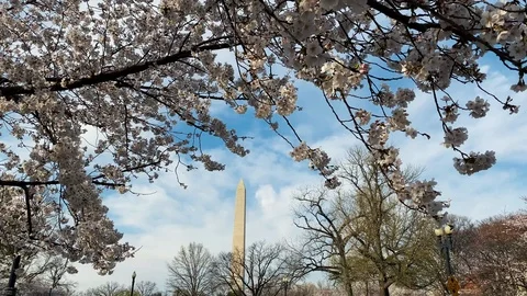 A view of the Washington Monument while the Yoshino cherry blossom trees bloom Stock Footage 126941029