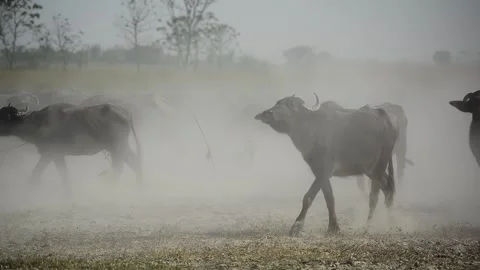 View of water buffaloes walking through dust in Bangladesh. Stockbeeldmateriaal 336414126