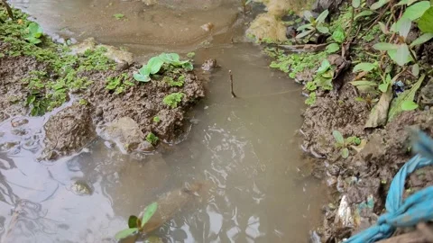 View of the water flow in the rice fields Stock Footage 228896466