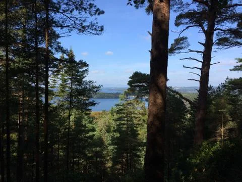 View of Water from Forest Stock Photos