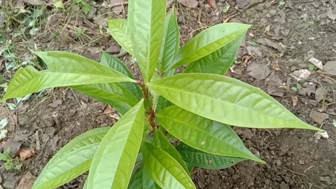 The view of the water guava tree Stock Footage 240012752
