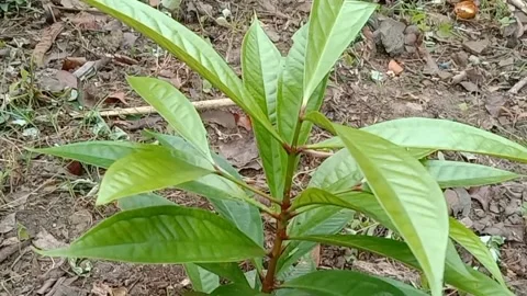 The view of the water guava tree Stock Footage 240013014