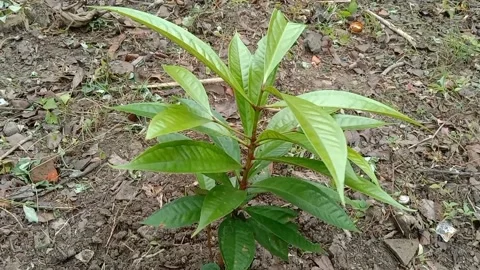 A view of the water guava trees Stock Footage 240013016