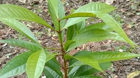 A view of the water guava trees Stock Footage 240013207