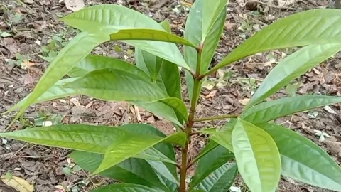 A view of the water guava trees Stock Footage 240013314