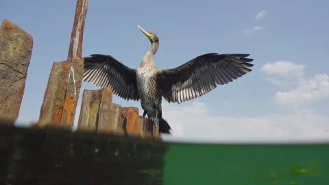 View from water level of Great Black Cormorant sitting on a broken rusty dock Stock Footage 305864294