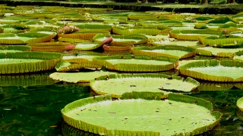 View of water lilly at Pamplemousses botanical garden in Mauritius Stock Footage 170167903