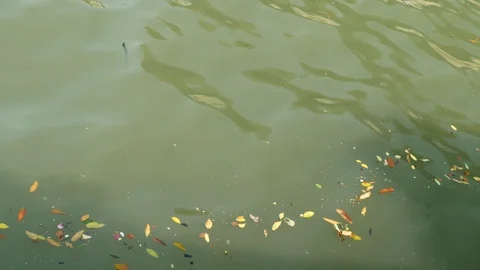 View of the water pollution in river. Vidéo 108219711