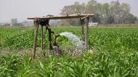 View of a water pump irrigating a green field, Nepal. Vídeo Stock 335606462