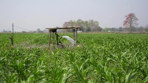 View of a water pump irrigating a green corn field, Nepal. Vidéo 335606464
