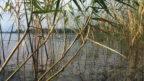 View from the water of a reed bed Stock Footage 123233636