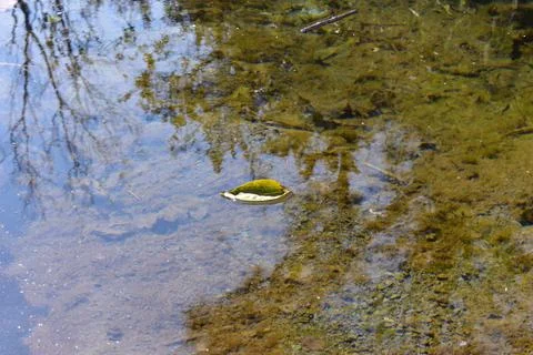 View of water in river with leaf Stock Photos