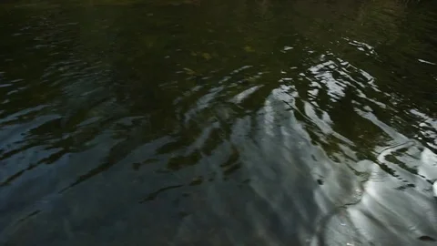 View on water surface of the mangrove forest from sailing boat. Sri Lanka Stock Footage 76778866