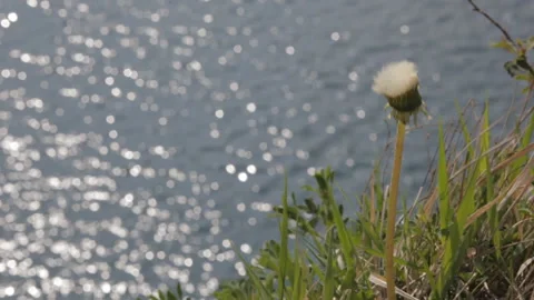 View of the water surface of a mountain lake in sunny weather. Background. Stock-Footage 112640779