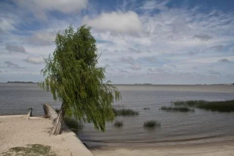 View to the water with tree in front. Stock Photos