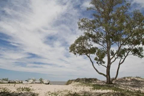 View to the water with tree in front. Stock Photos