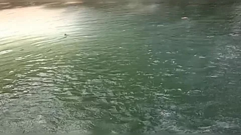 A view of a waterfall in the forest Stock Footage 236839870