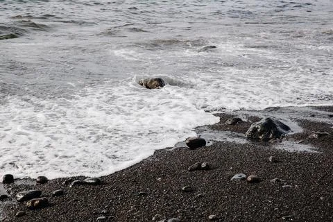 A view of a wave rolling into the ocean on a black volcanic beach. Stock Photos