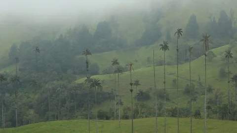 View of the wax palm trees in the mist, Cocora valley, Colombia Video stock 90202024