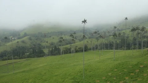 View of the wax palm trees in the mist, Cocora valley, Colombia Video stock 90203142