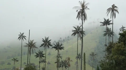 View of the wax palm trees in the mist, Cocora valley, Colombia Video stock 90204911