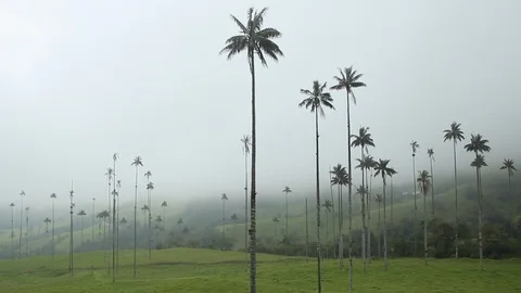View of the wax palm trees in the mist, Cocora valley, Colombia Video stock 90204979