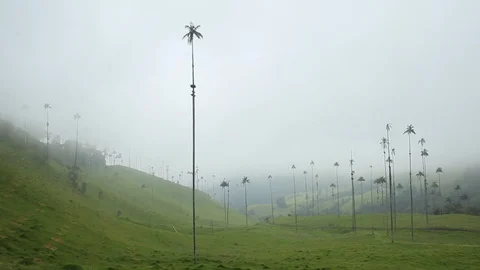 View of the wax palm trees in the mist, Cocora valley, Colombia Video stock 90205305