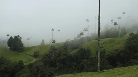 View of the wax palm trees in the mist, Cocora valley, Colombia Video stock 90207736