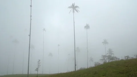 View of the wax palm trees in the mist, Cocora valley, Colombia Video stock 90207919