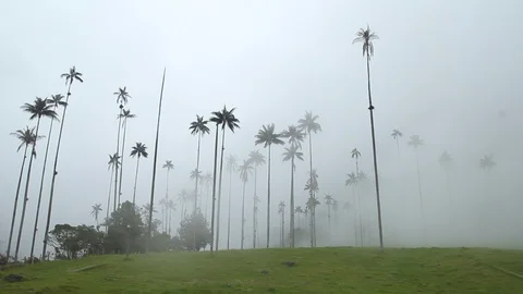 View of the wax palm trees in the mist, Cocora valley, Colombia Video stock 90208200