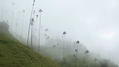 View of the wax palm trees in the mist, Cocora valley, Colombia Video stock 90208237