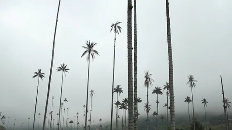 View of the wax palm trees in the mist, Cocora valley, Colombia Video stock 90232495