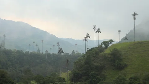View of the wax palm trees in the mist, Cocora valley, Colombia Video stock 90232940