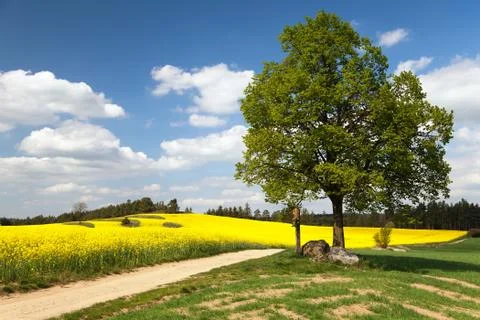 View of way between rapeseed field and lime tree with crucifix and beautiful  Stock Photos