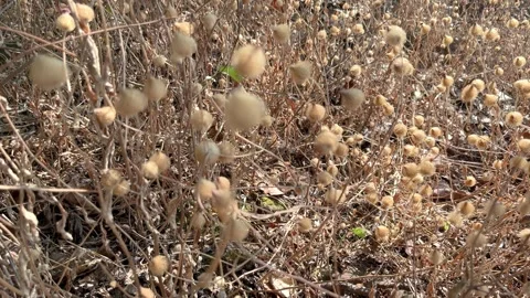 View On The Way Hiking, Windblown Dry Plant With Sunlight Stock Footage 300741470