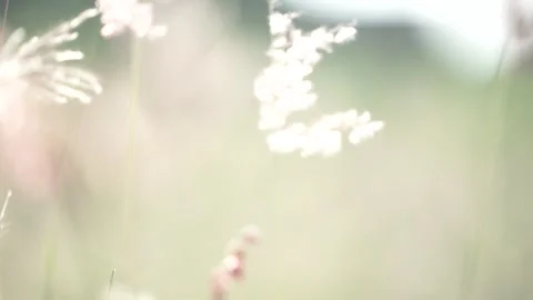 View of weeds with a blurry background Stock Footage 260449310