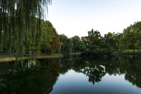 View of weeping willow trees and sky on the lake in a park Stock Photos