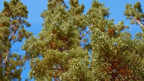 View of western juniper tree and sky Spring Sutton Mountain John Day Great Basin Stock Footage 81936119