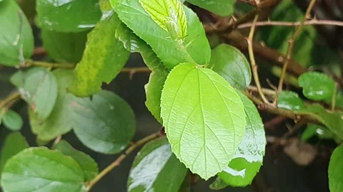 View of wet green leaves Stock Footage 299188034