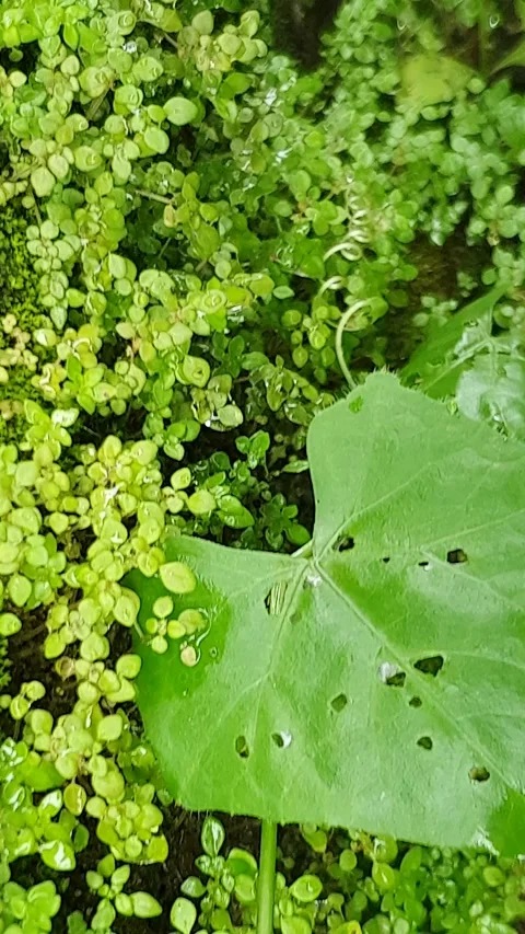 View of wet green leaves Stock Footage 299204094
