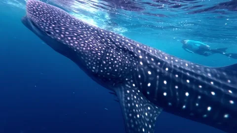 View of a whale shark swimming in the deep blue ocean, Philippines. Video stock 341453963