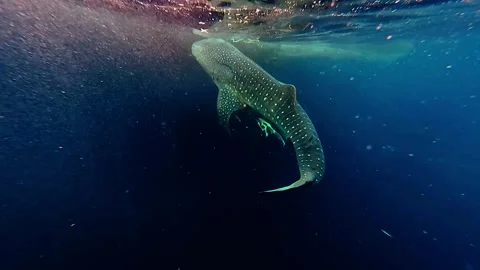 View of a whale shark swimming in deep blue water, Indonesia. 스톡 동영상 344400931