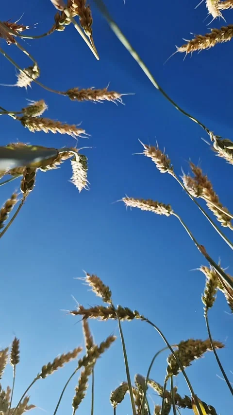 View of wheat ears from bottom to top, ears against the sky Stock Footage 312985323