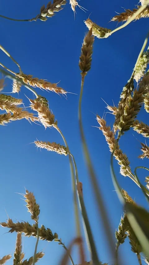 View of wheat ears from bottom to top, ears against the sky Stock Footage 312985331