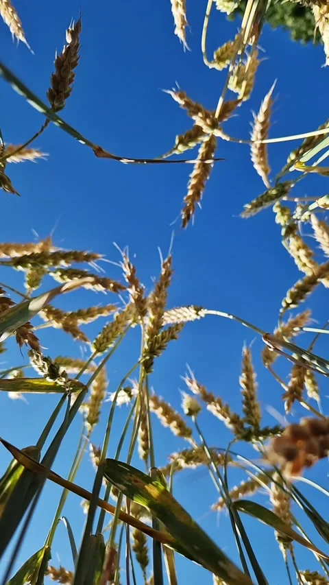 View of wheat ears from bottom to top, ears against the sky Stock Footage 312985333