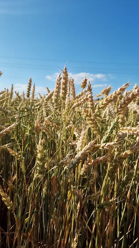 View of wheat ears from bottom to top, ears against the sky Video stock 312985337