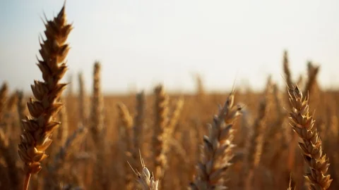 View on wheat ears close up in motion. Stock Footage 112702940