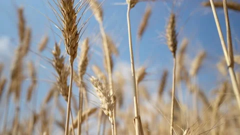 View of wheat field against light blue sky background. Vídeo Stock 171398946