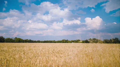 View of a wheat field with blue sky and white clouds. Timelapse 4K Stock Footage 141255516