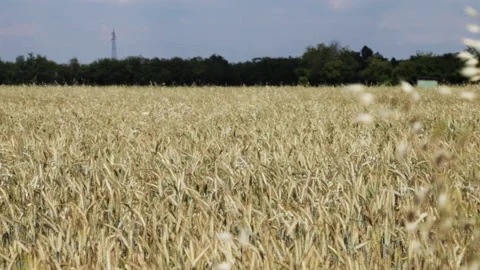 View of a wheat field with blue sky Stock Footage 141319085